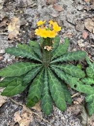 Image result for Crossandra puberula