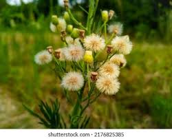 Image result for Erigeron bonariensis