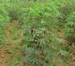 Image result for Manihot esculenta