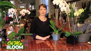 The truth is, orchid care is not difficult; How To Properly Care For Orchids Youtube