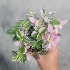 Image result for Tradescantia