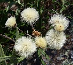 Image result for Vernonia turbinella