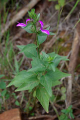 Image result for Dicliptera clinopodia