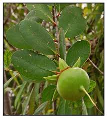 Image result for Sonneratiaceae