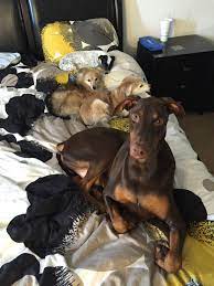 Maybe you would like to learn more about one of these? Rottweiler Puppies Rescue California Bmo Show