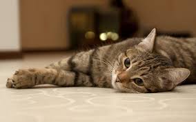 To facilitate social distancing, we offer adoptions by appointment at our adoption partner. How Much Do Cats Cost Should I Get A Cat Cats Guide Omlet Uk