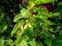 Image result for Aeschynomene nodulosa