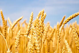 Kornprodukter — som kun eller for det meste består af fuldkorn — er fiberrige, og en god kilde til en række vitaminer, mineraler og gavnlige plantestoffer. Derfor Bor Du Spise Fiber Og Fullkorn