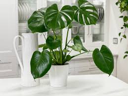 Check spelling or type a new query. Monstera Deliciosa Care Difficulty Moderate Amiesue Com