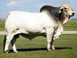 Download in under 30 seconds. Pin De Andre Maree Em Reference Animals Animais Vacas Desenho De Touro
