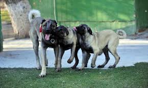 Kangal Kopegin Fiyatina Cok Sasiracaksiniz