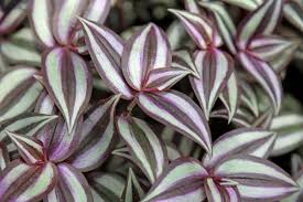 Modern, traditional, eclectic, rustic, glam, farmhouse, country Inch Plant How To Care For Inch Plants Wandering Jew Tradescantia The Old Farmer S Almanac