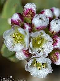 Image result for Corrigiola litoralis