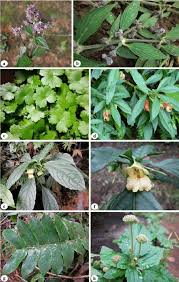 Image result for Lecanthus peduncularis