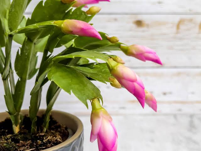 7 Reasons Your Christmas Cactus Looks Limp And How to Fix It