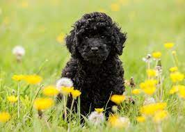 Close up portrait, silver curly hair, fur, cute sweet pet doggy. Donate Miniature Poodle Black Poodle Puppy Miniature Poodle