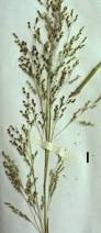 Image result for Panicum coloratum