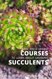 5 Simple Steps To Succulent Success Succulents And Sunshine Succulents Growing Succulents Succulent Landscape Design