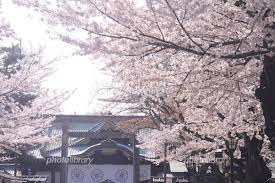 We did not find results for: é–å›½ç¥žç¤¾ã®æ¡œ å†™çœŸç´ æ 5676672 ãƒ•ã‚©ãƒˆãƒ©ã‚¤ãƒ–ãƒ©ãƒªãƒ¼ Photolibrary