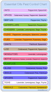 pin on essential oil young living