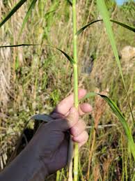 Image result for Phragmites karka
