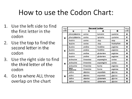 Codon Vs Anticodon Venn Diagram Bismi Margarethaydon Com