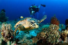 Jika ingin menjelajahi seluruh ruangan di. Destinasi Wisata Bawah Laut Indonesia Spot Diving Terbaik Dunia