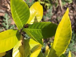 Applications of soil acidifier and iron did not seem to help. Gardenia Leaves Turning Yellow Iron Deficiency Or Lack Of Water