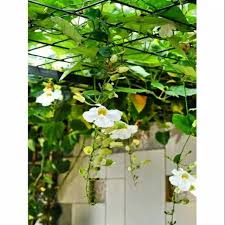 Tanaman air mata pengantin merupakan tanaman merambat berkayu dari keluarga polygonaceae yang berbunga sangat indah. Harga Tanaman Rambat Terbaik Taman Perlengkapan Rumah Juli 2021 Shopee Indonesia