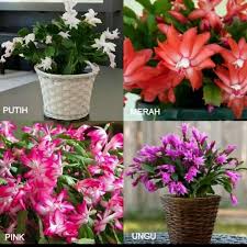 Bunga hias dari sedotan, simple,sederhana,tpi cantik. Paket 4 Tanaman Hias Wijaya Kusuma Bunga Pink Merah Ungu Putih Tanaman Hidup Bunga Hidup Murah Shopee Indonesia