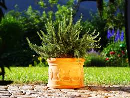 Image result for rosemary container