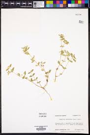 Image result for Euphorbia ophthalmica