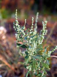 Image result for Chenopodium opulifolium