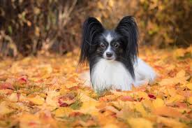 Чарли ханнэм, рами малек, томми флэнаган и др. Papillon Haircuts Photos Of Haircut Styles Plus Tips For Bathing