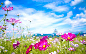 We have an extensive collection of amazing background images carefully chosen by our community. Awesome Flower Desktop Wallpapers Wallpaperaccess 4k Best Of Wallpapers For Andriod And Ios