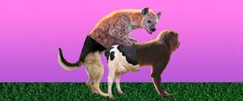 Why Is It Called Doggy Style When Nearly Every Animal Does It from Behind?