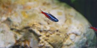 10 Safe Betta Fish Tank Mates Companions Bettafish Org In 2020 Betta Fish Tank Mates Betta Fish Tank Betta Fish