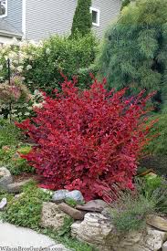 Image result for Barberry