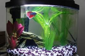 Beautiful Fish And Tank Love The Rocks Betta Fish Tank Betta Betta Fish