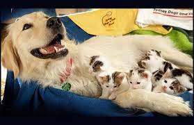 annesiz kalmis kedi yavrulari anne sevgisini bu sirin mi sirin anne kopeklerde buldular insanlardan daha merha cats and kittens cute animals golden retriever
