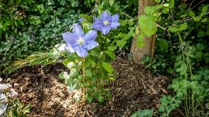 Сорта клематисов цветущие всё лето! Clematis Pflanzen Pflegen Und Dungen Ndr De Ratgeber Garten Zierpflanzen