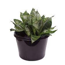 180mm Dwarf Mother In Law S Tongue Sansevieria Trifasciata Mother In Law Tongue Plants Sansevieria Trifasciata