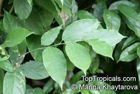 Image result for Uapaca nitida