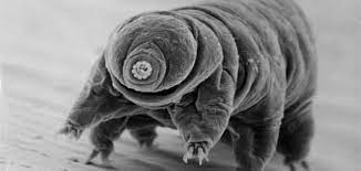 أقوى حيوان بالعالم حروف عربي