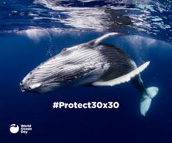 Recognizing world ocean day 2021. Get Ready For World Ocean Day 2021 Dive Ssi