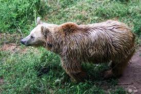 However, if your hairline is not receding at all and it's just naturally high (genetic, you were born with it), then i think you could rock it as the hairline tends to be concealed with loose long hair and if you look closely, many other men who rock long hair (and are. Brown Bear With Long Hair Waits Free In The Forest Stock Photo Picture And Royalty Free Image Image 120092870