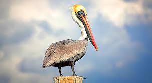Pelican is one of the largest birds in the world. The Everglades Brown Pelicans