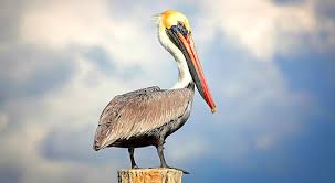 You may spot a white pelican in florida in the winter. The Everglades Brown Pelicans