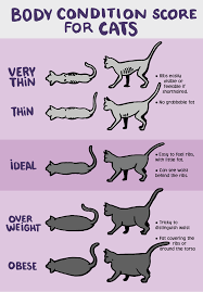 Cat Weight Chart Helping Your Cat Lose Weight Hypoallergenic Dog Food Dry Cat Food Scrumbles