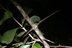 Image result for Scolopia zeyheri